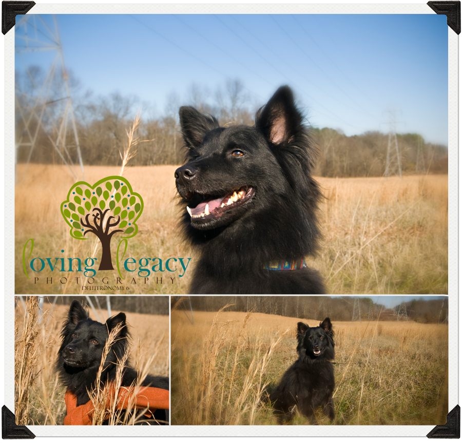 charlotte nc clearwater florida pet photography loving legacy angela sackett charlotte nc clearwater florida pet photography loving legacy angela sackett