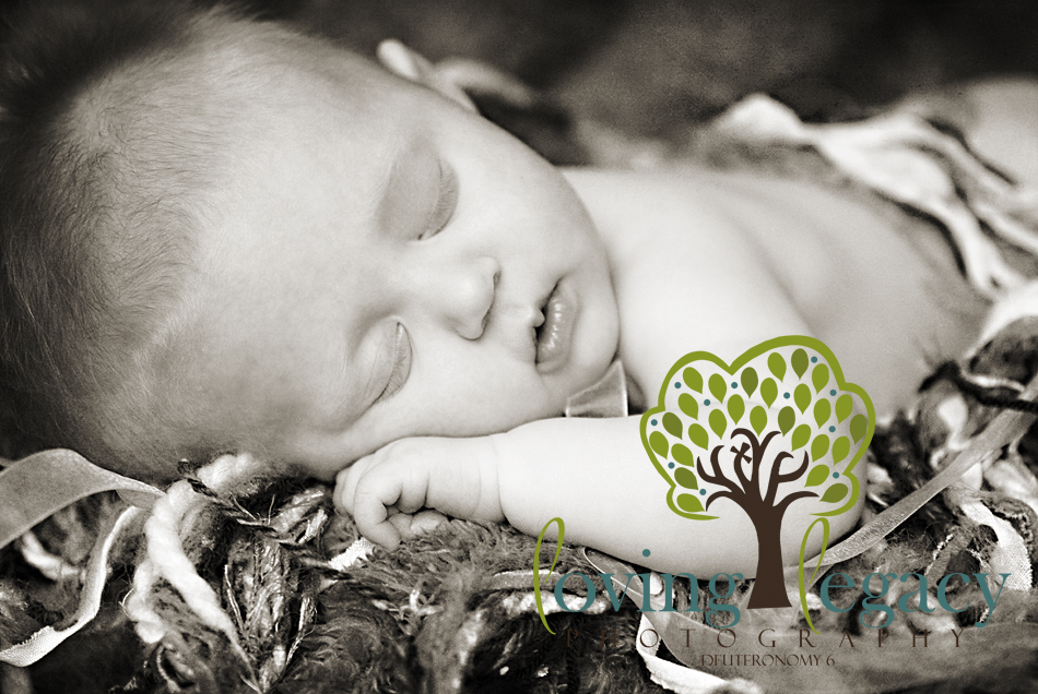 clearwater newborn portraits loving legacy photography studio