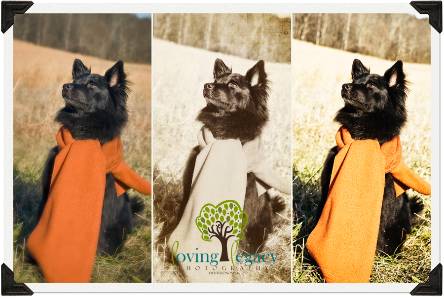 tampa bay pet photography loving legacy angela sackett tampa bay pet photography loving legacy angela sackett