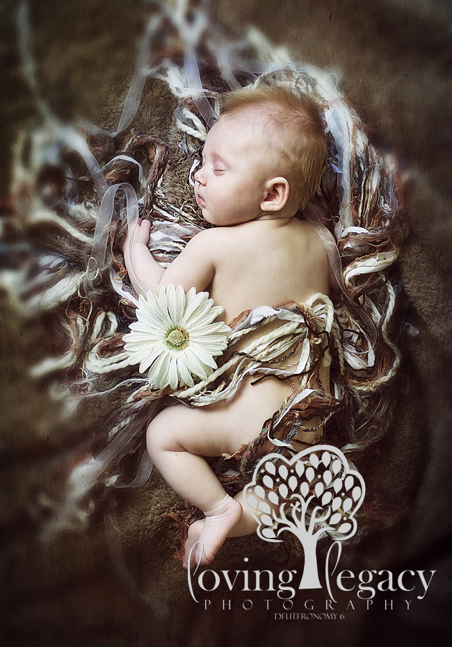 tampa newborn portraits angela sackett