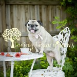 clearwater pet photographer loving legacy photography