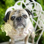 clearwater pet photographer loving legacy photography 2