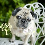florida pet photographer loving legacy photography