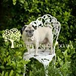 florida pet photographer loving legacy photography 2
