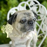 tampa bay pet photographer loving legacy