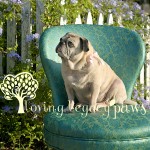 tampa bay pet photographer loving legacy 2