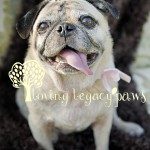 tampa bay pet photographer loving legacy 3