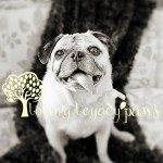 tampa bay pet photographer loving legacy 4