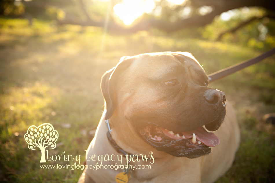 st pete pet photographer loving legacy 1